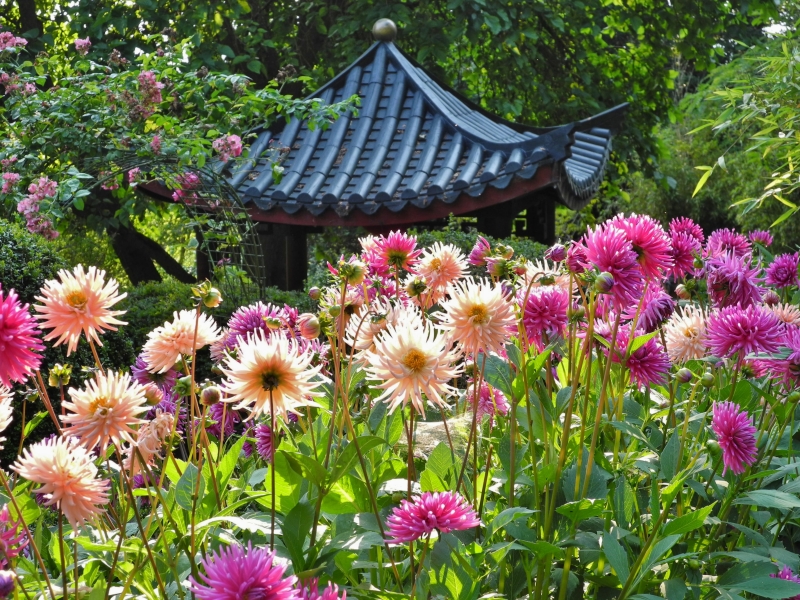 Beggars Knoll Chinese Garden